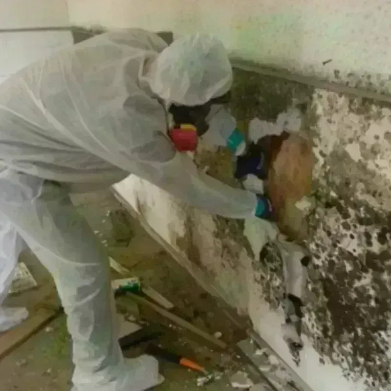 Mold Remediation and Removal in Palestine, IL